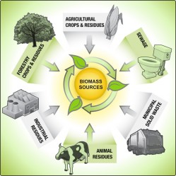 BIOMASS VIDEO